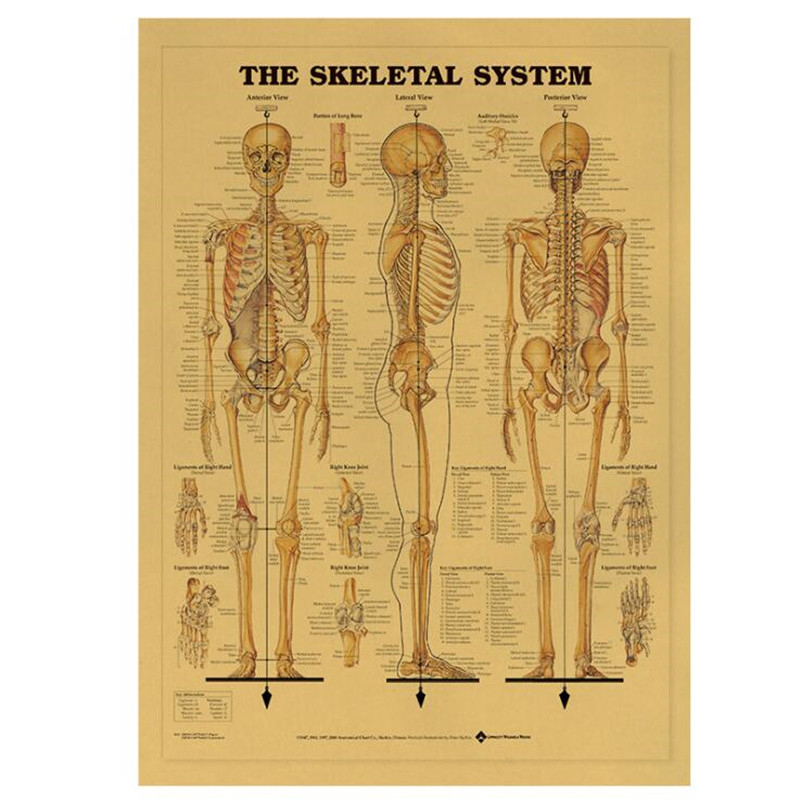 Affiche médicale Vintage du sy - Home Decor Indonesia avis et prix